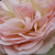 Biało - różowy - Róże rabatowe floribunda - Pastella®